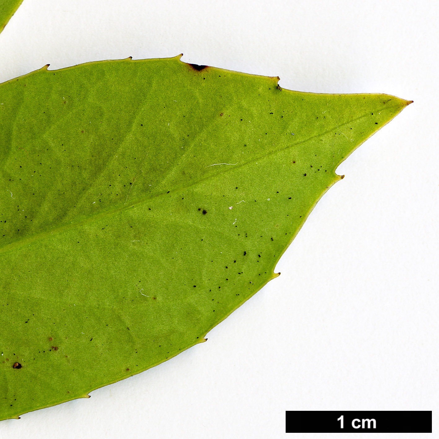 High resolution image: Family: Aquifoliaceae - Genus: Ilex - Taxon: fargesii - SpeciesSub: subsp. fargesii var. brevifolia